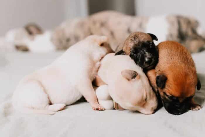 sleeping puppies