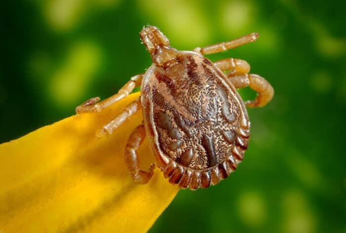 shell casings or droppings - early signs of bed bugs